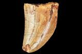 Serrated, Juvenile Carcharodontosaurus Tooth #77075-1